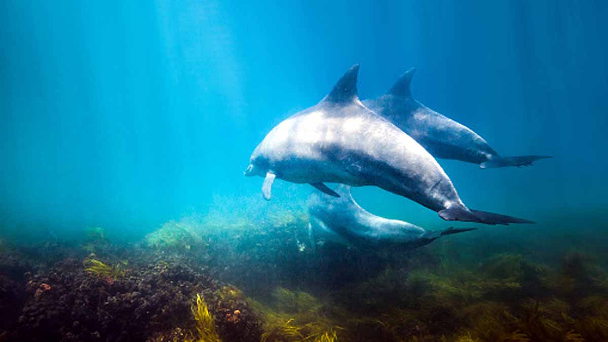 Russian Dolphin Army