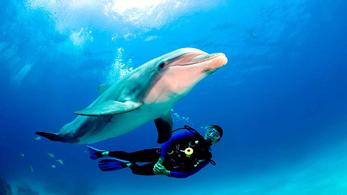 Russian Dolphin Army