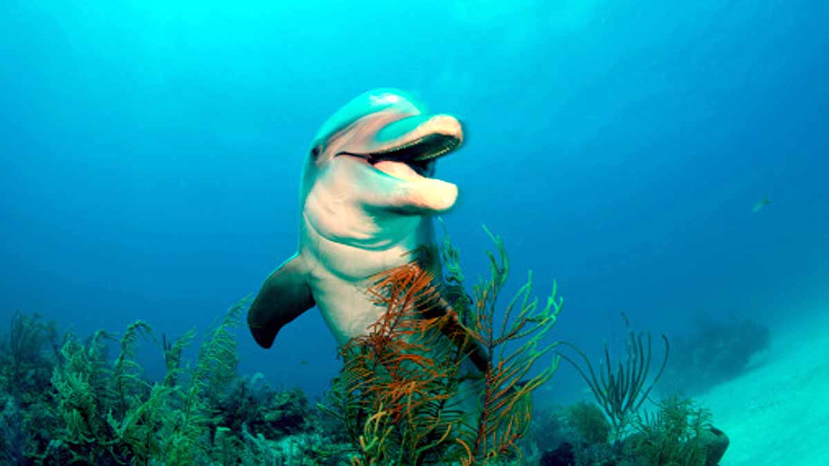 Russian Dolphin Army