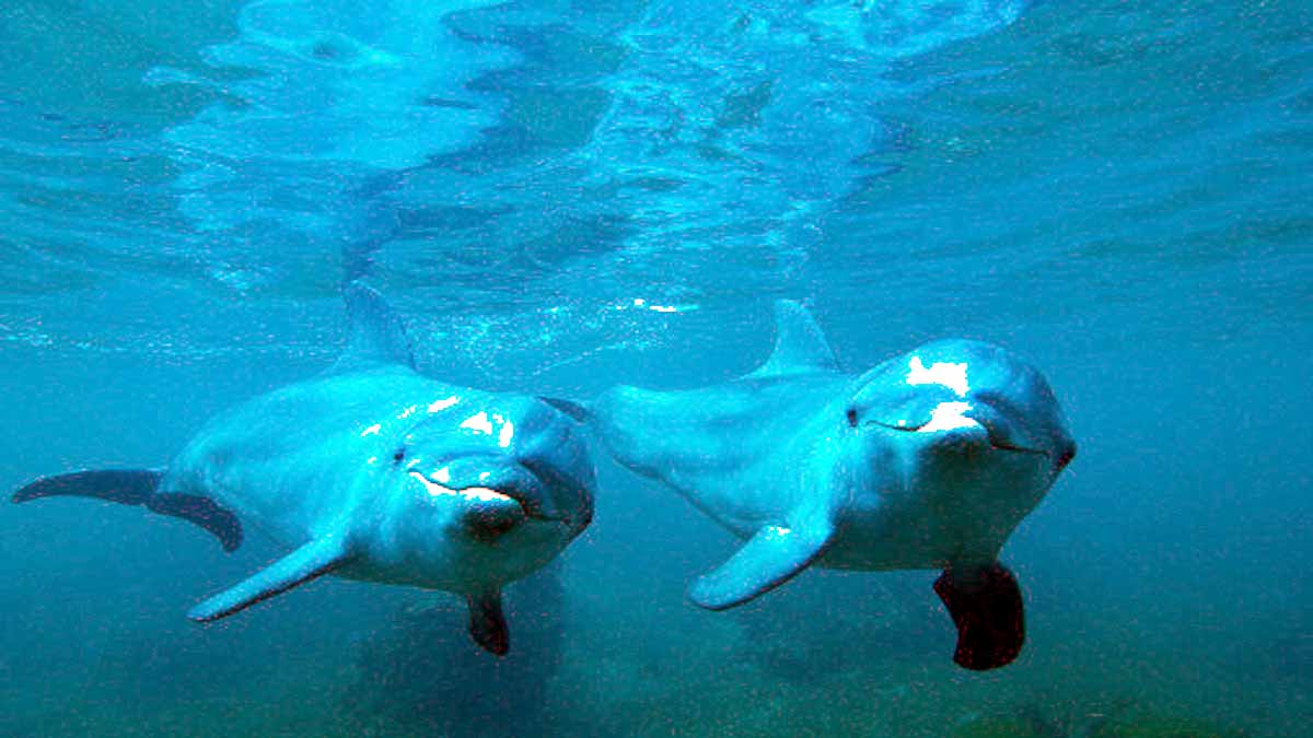 Russian Dolphin Army