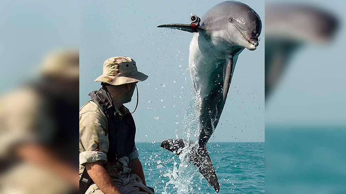 Russian Dolphin Army