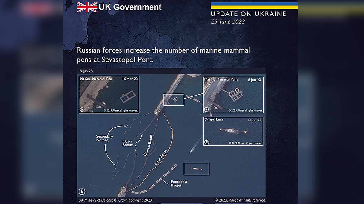 Russian Dolphin Army