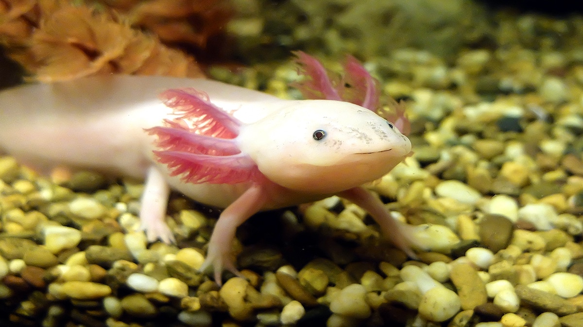 Axolotl Regrow Body Parts