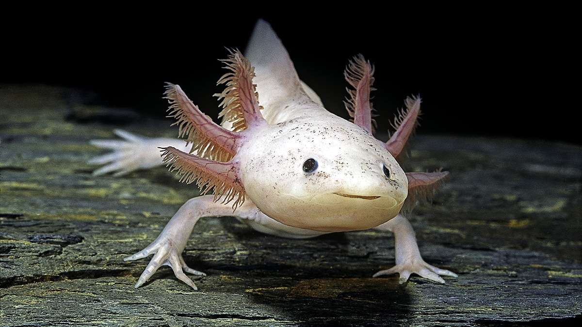 Axolotl Regrow Body Parts