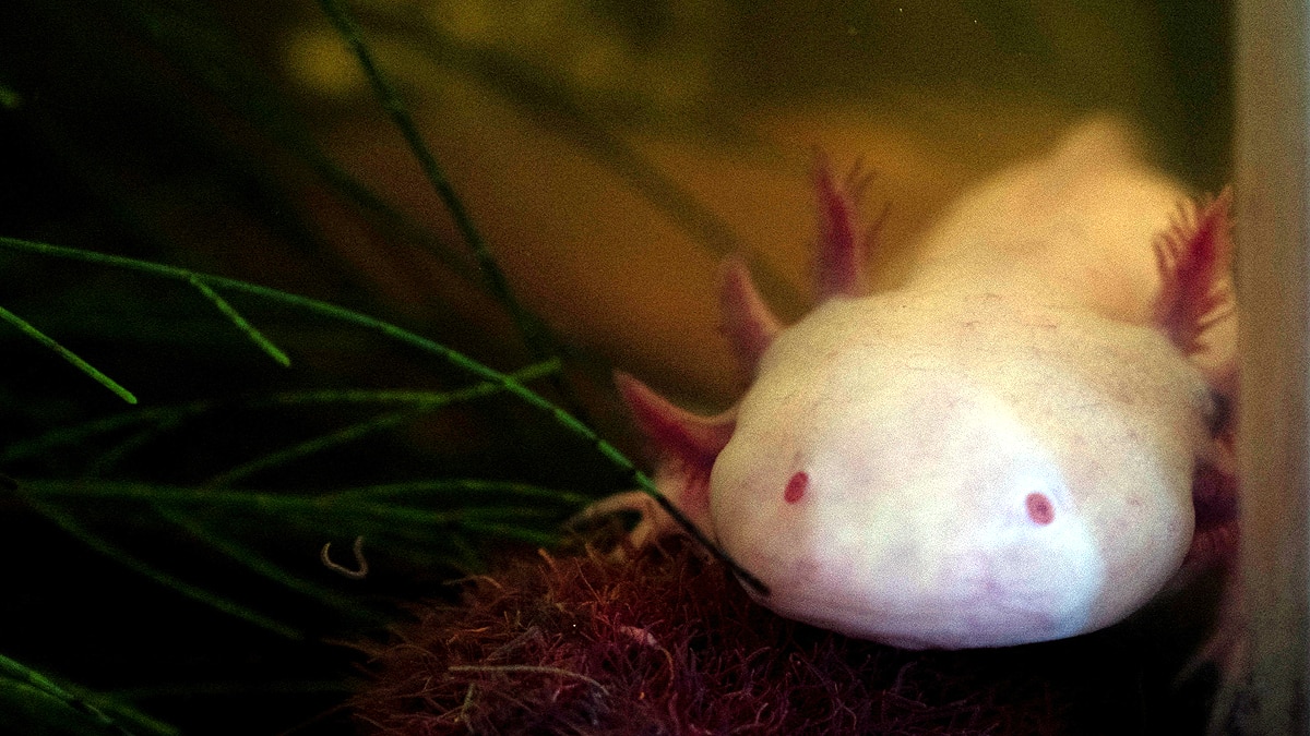 Axolotl Regrow Body Parts