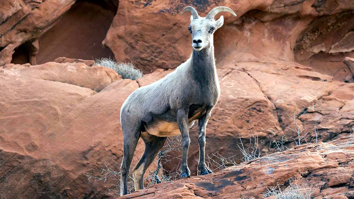 Effects of Climate Change