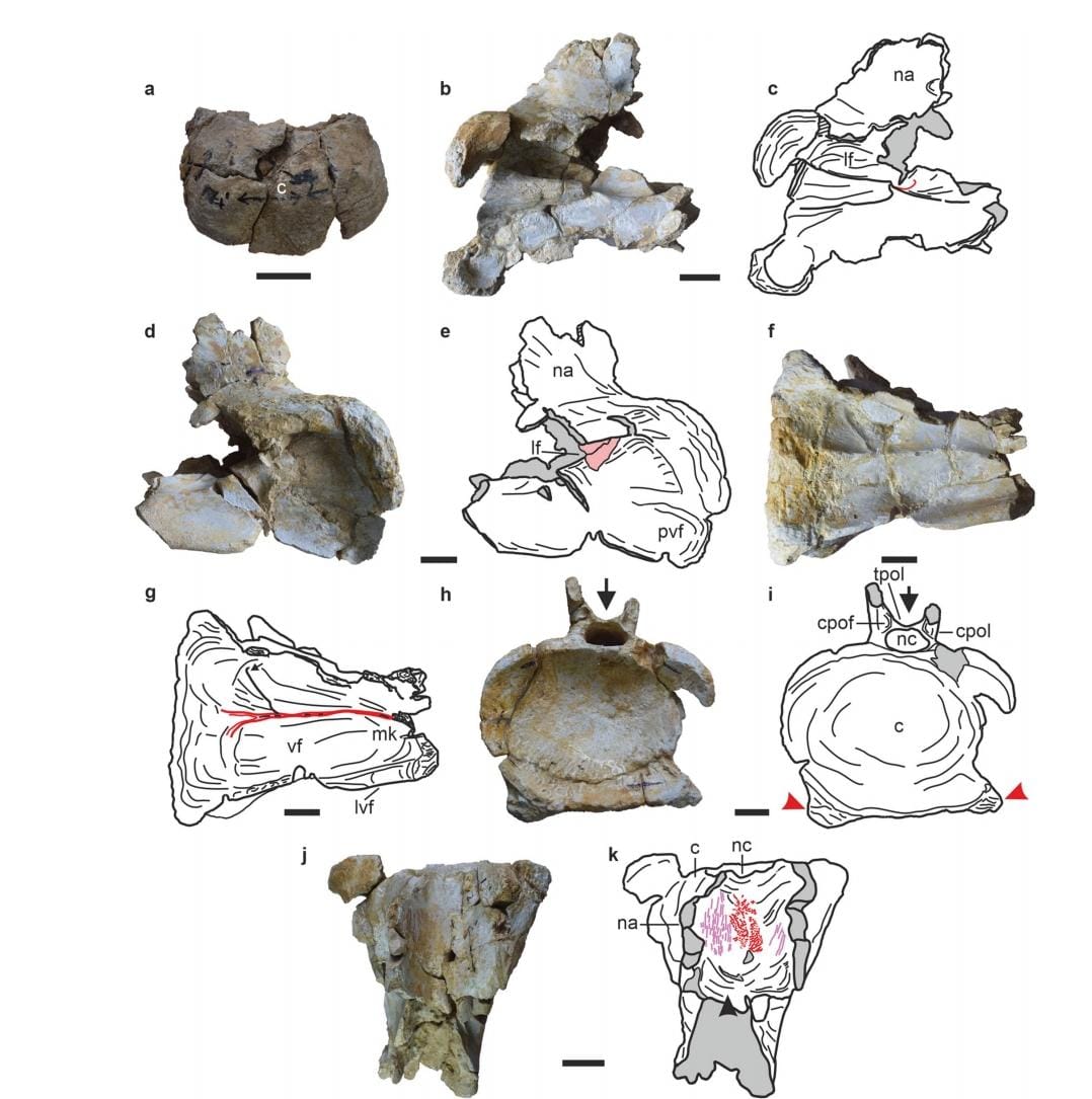 थारोसोरस की रीढ़ लंबी थी और सिर पर ठोस नोक