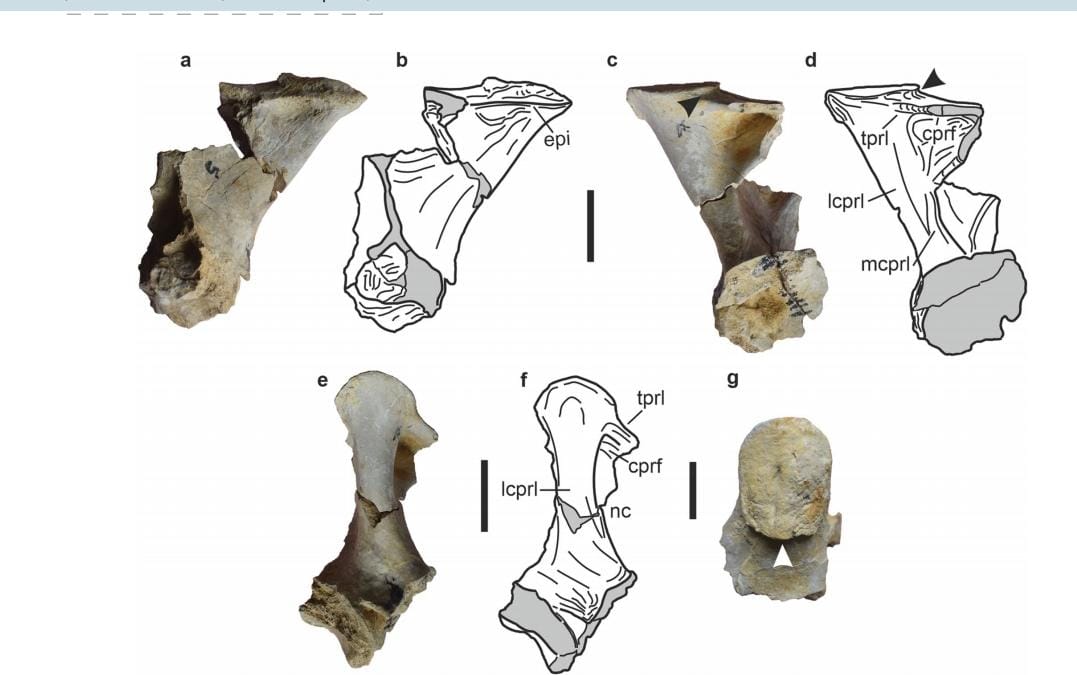  डायनासोर होते थे 40 फीट लंबे - वैज्ञानिक