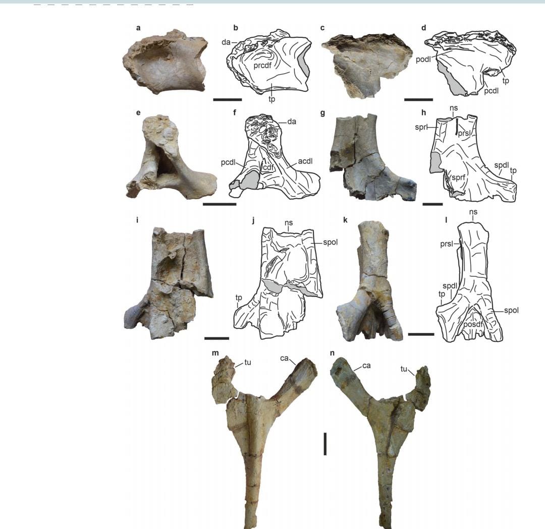 डिप्लोडोसॉइड नामक डायनासोर प्रजाति