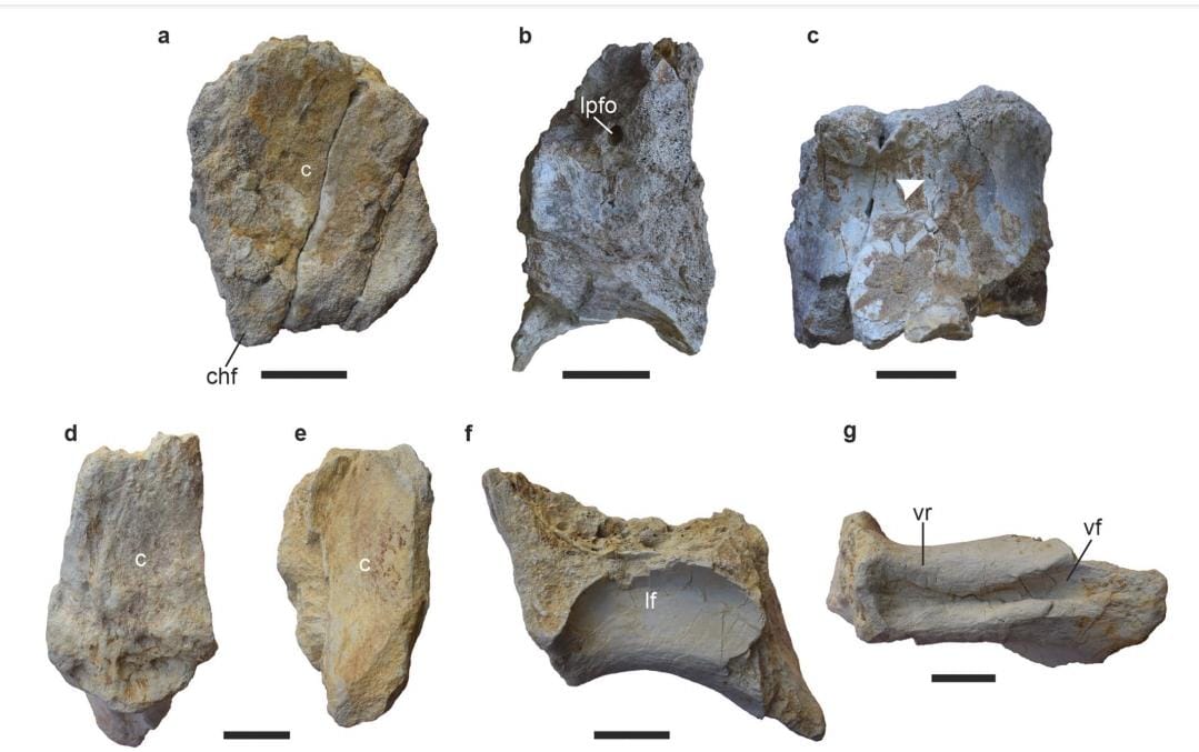 मध्य भारत में इससे भी प्राचीन सोरोपॉड्स बारापासोरस और कोटासोरस मिले.