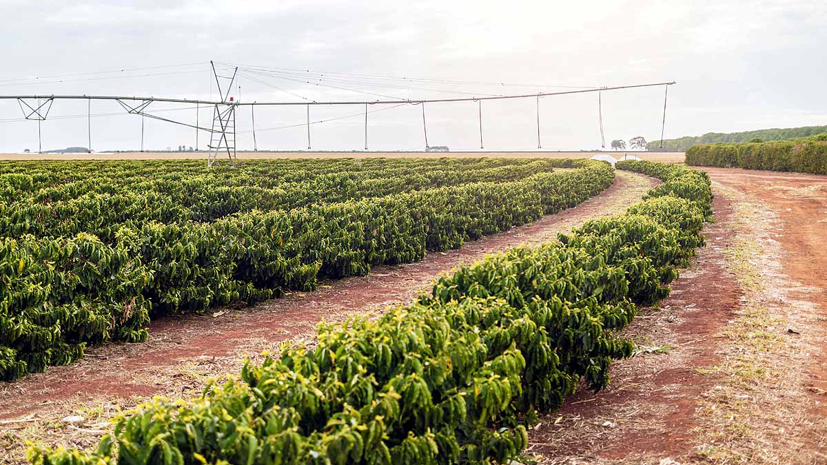 Effects of Climate Change