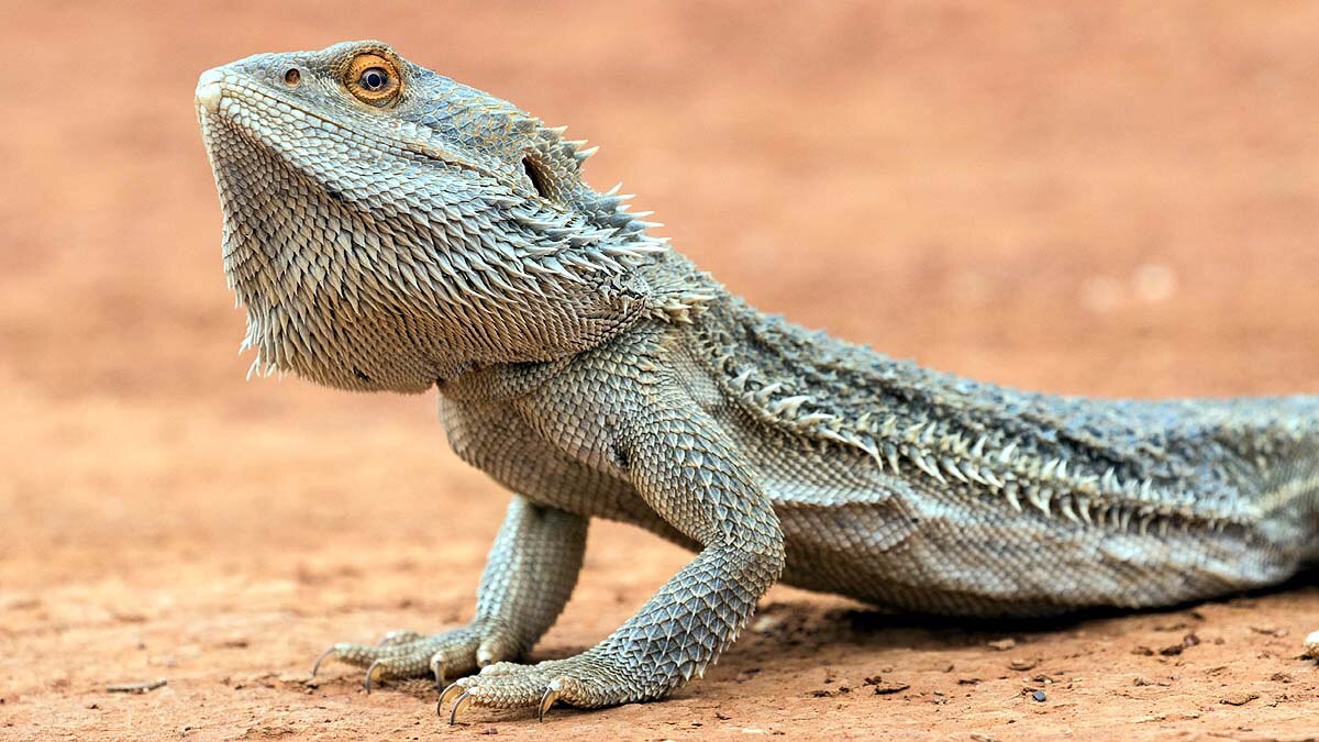 Effects of Climate Change