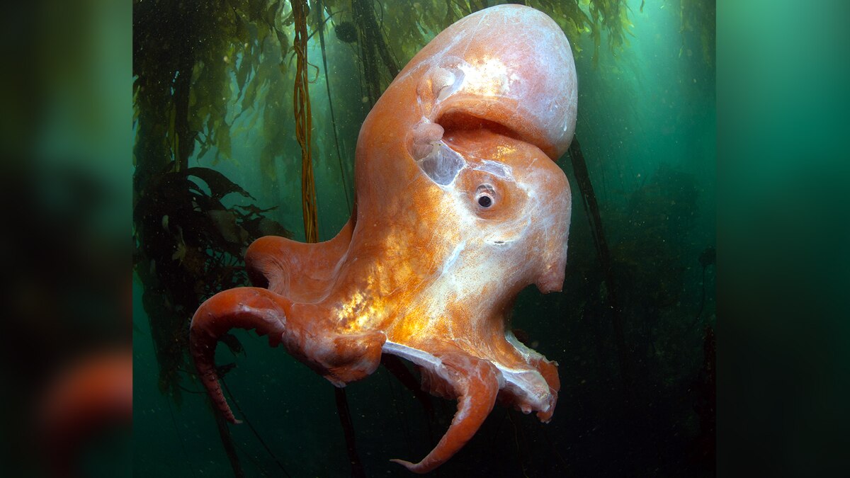 7 arm alien octopus