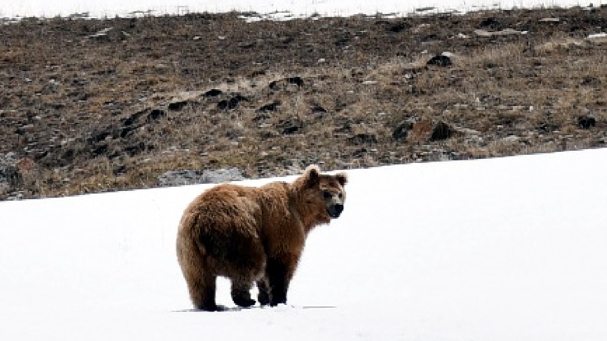 Himalayan Glaciers Ice Lost