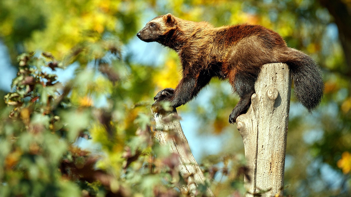 Wolverine Animal