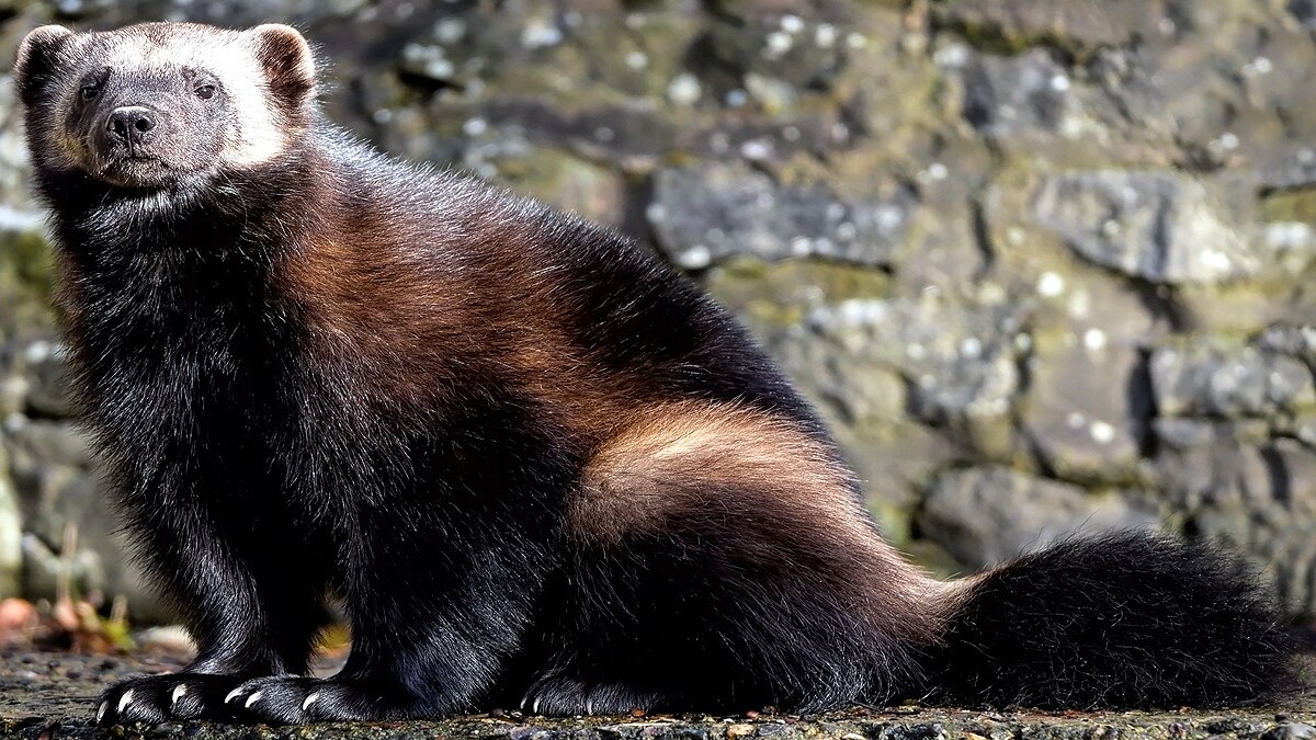 Wolverine Animal