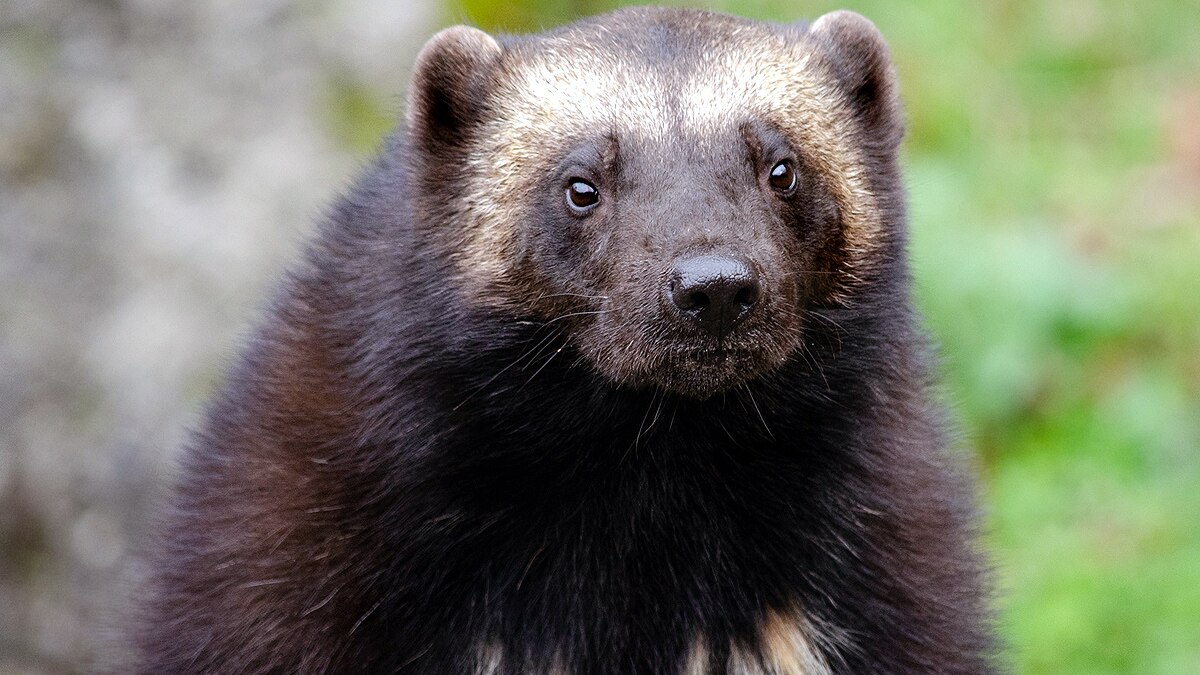 Wolverine Animal