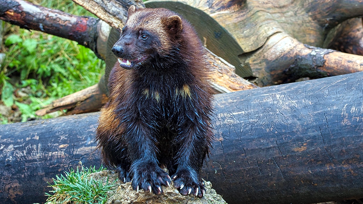 Wolverine Animal