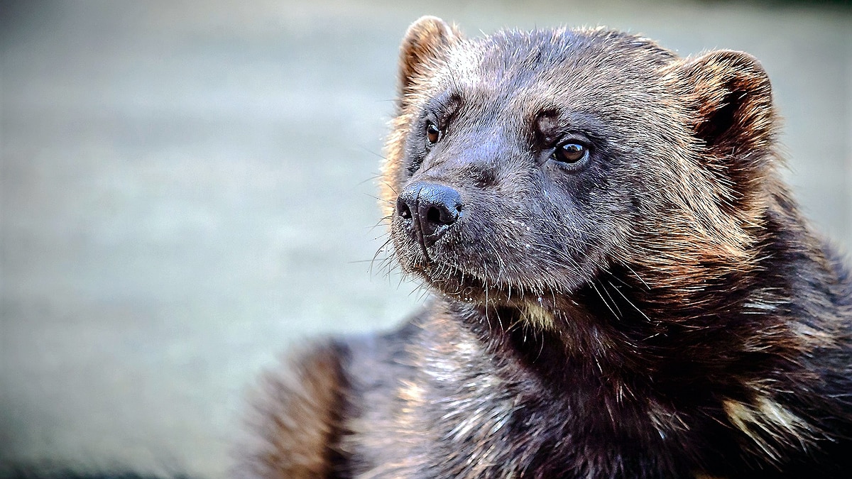 Wolverine Animal