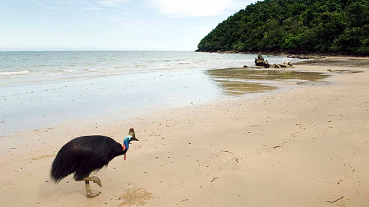 World's Most Dangerous Bird