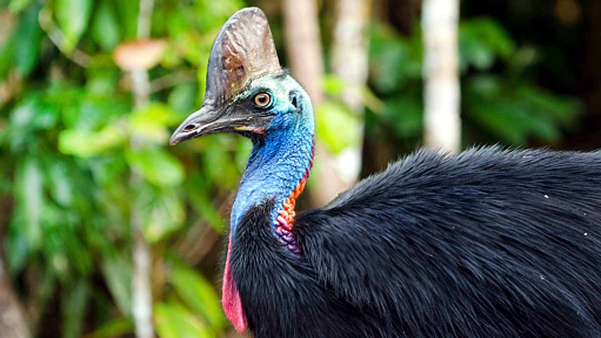 World's Most Dangerous Bird