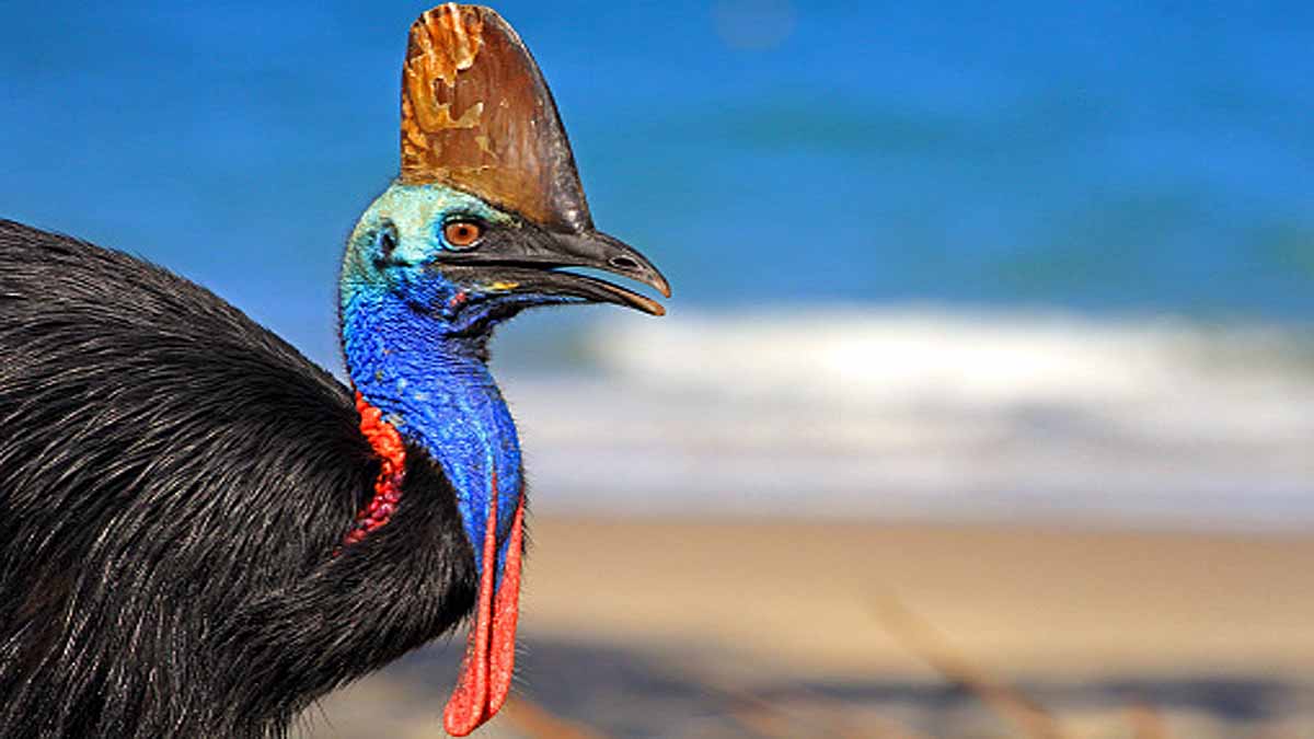 World's Most Dangerous Bird