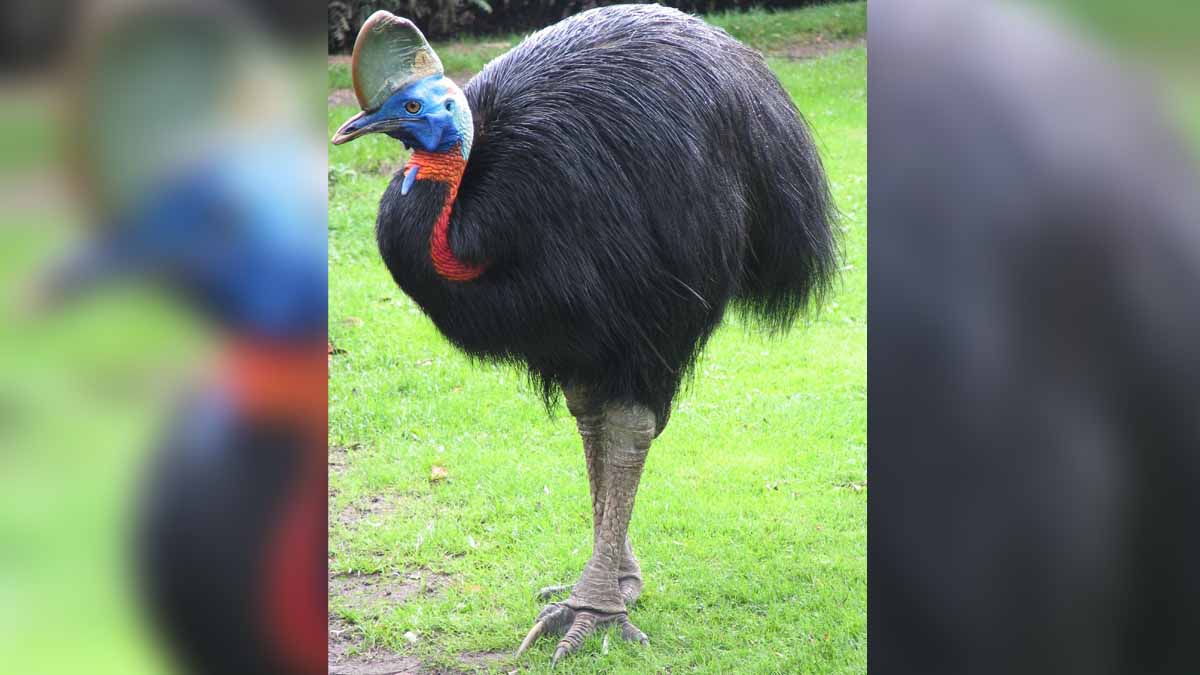 World's Most Dangerous Bird