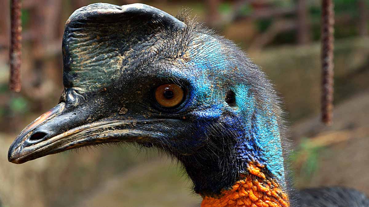 World's Most Dangerous Bird