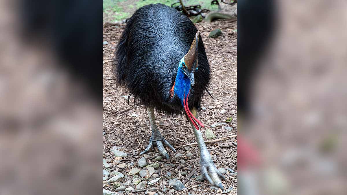 World's Most Dangerous Bird