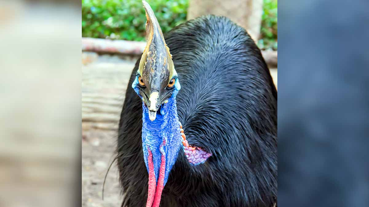 World's Most Dangerous Bird