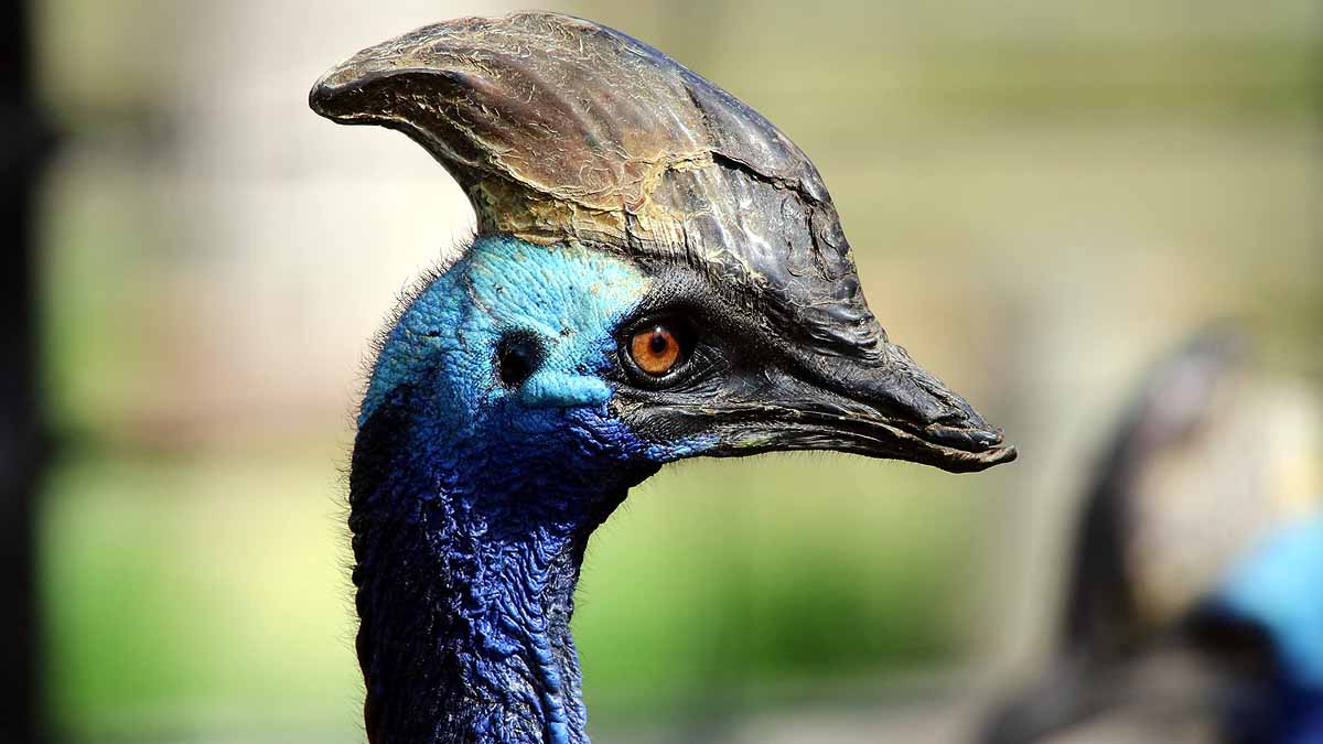 World's Most Dangerous Bird