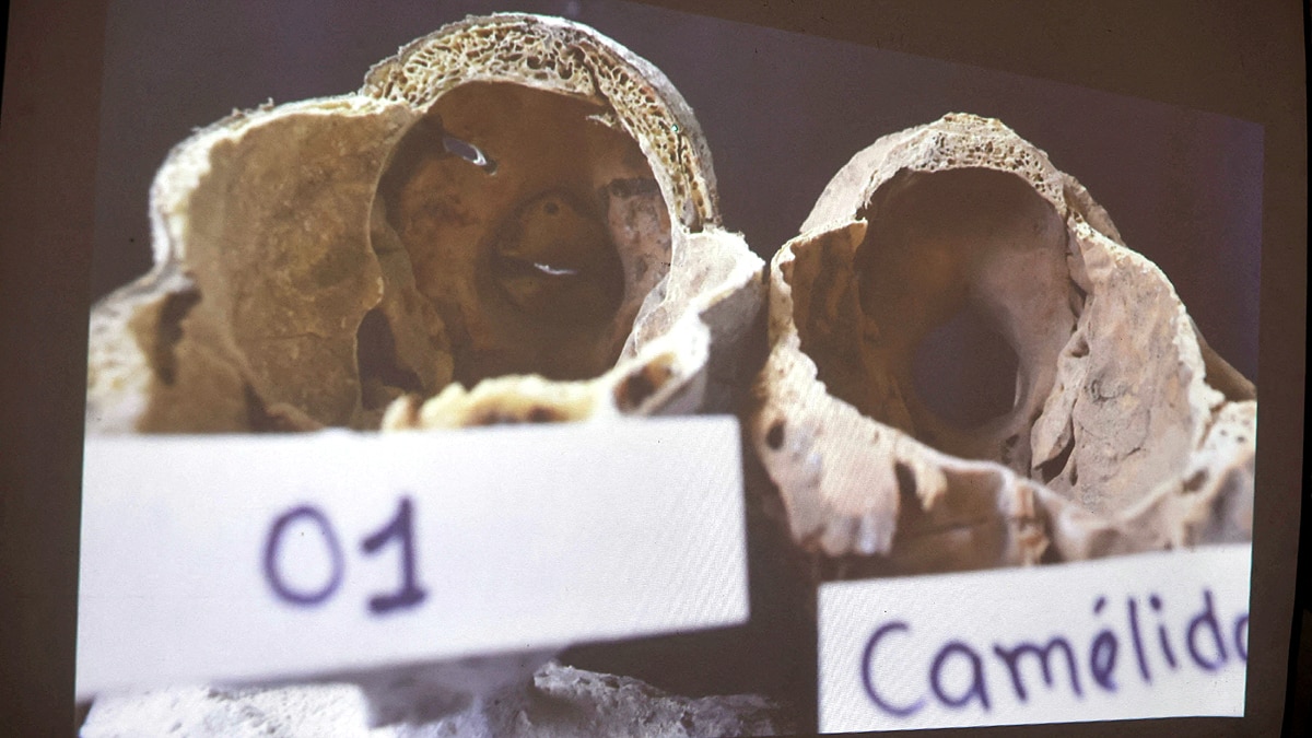 Alien Mummies Peru Dolls of Bones