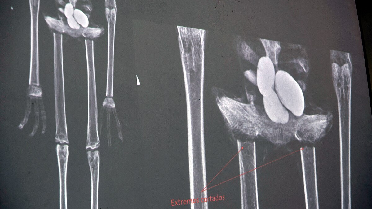 Alien Mummies Peru Dolls of Bones