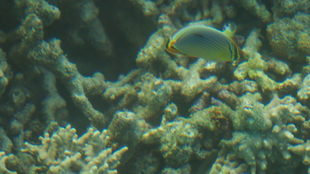 पीएम मोदी