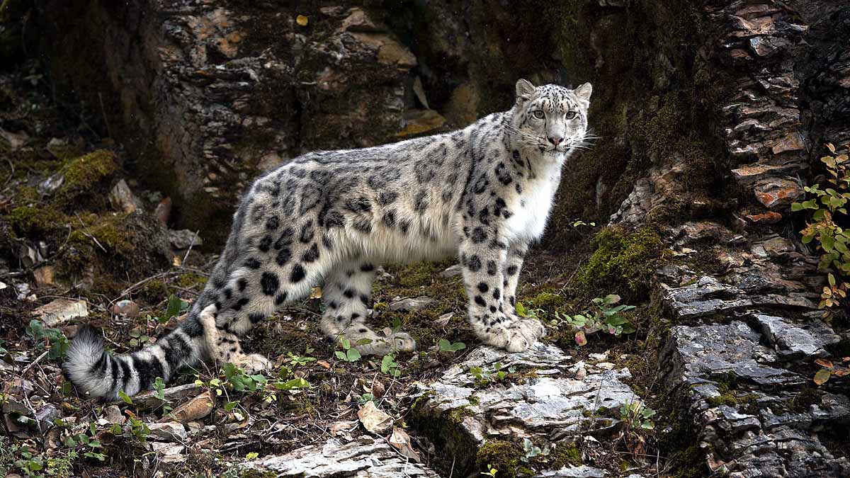 Snow Leopards In India 