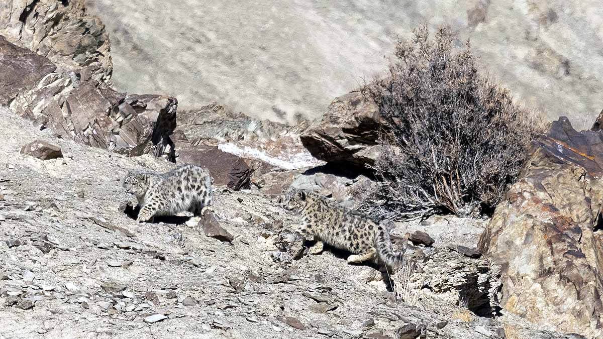 Snow Leopards In India 