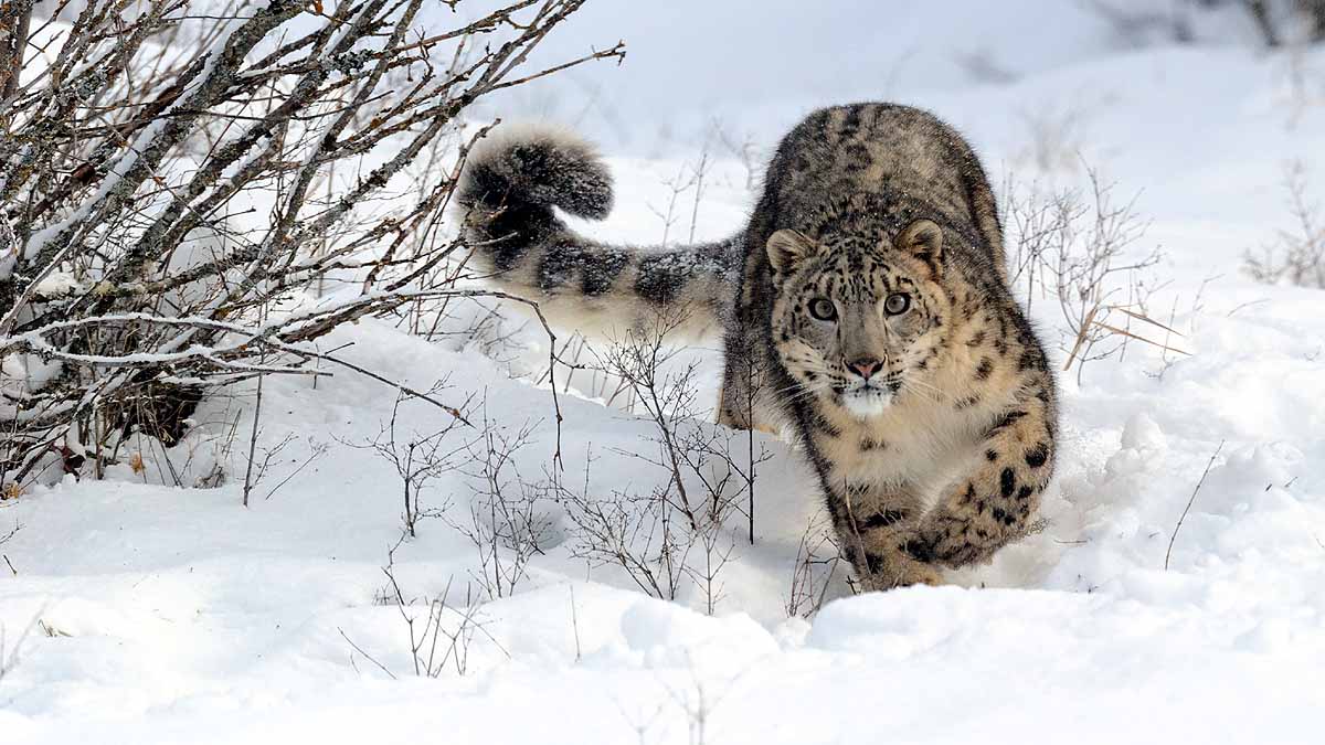 Snow Leopards In India 