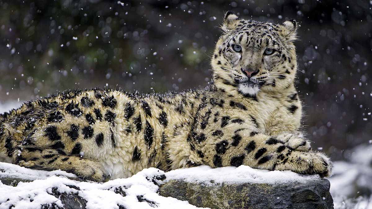 Snow Leopards In India 