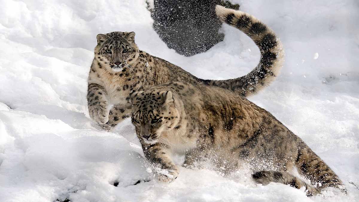 Snow Leopards In India 