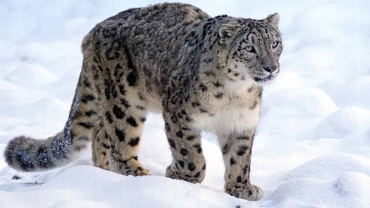 Snow Leopards In India 