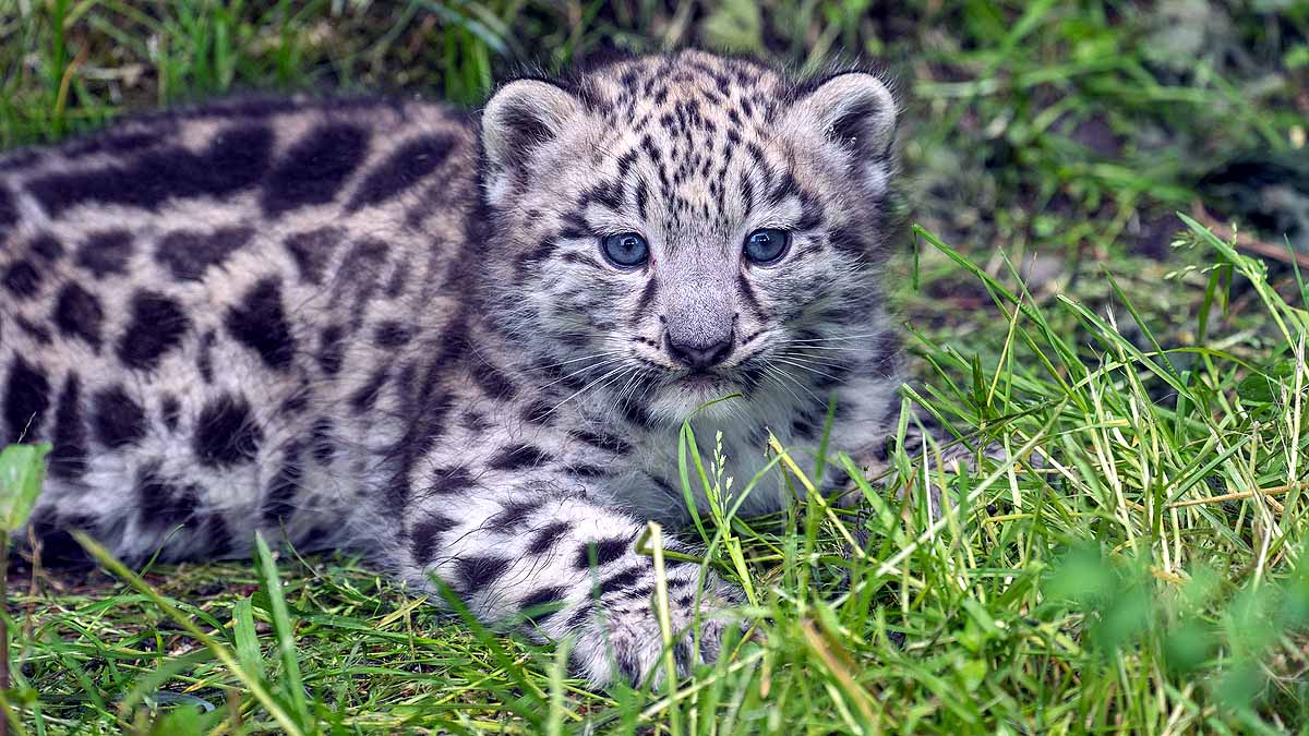 Snow Leopards In India 