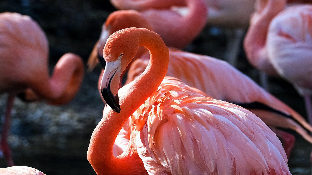 Pink Milk, Flamingo