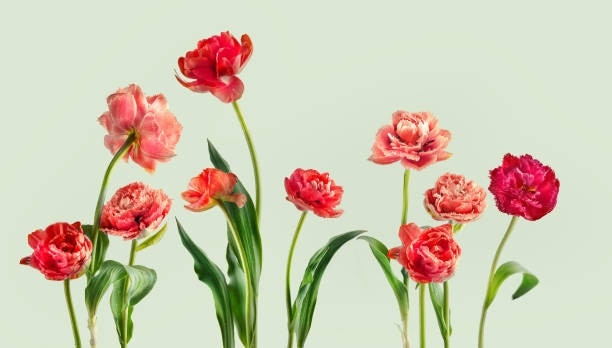 धरती के 4 सबसे चमत्कारी फूल