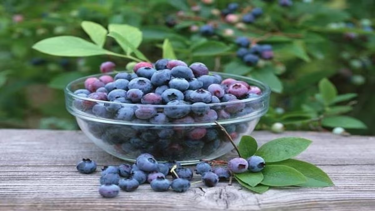 Blueberry for diabetes patient