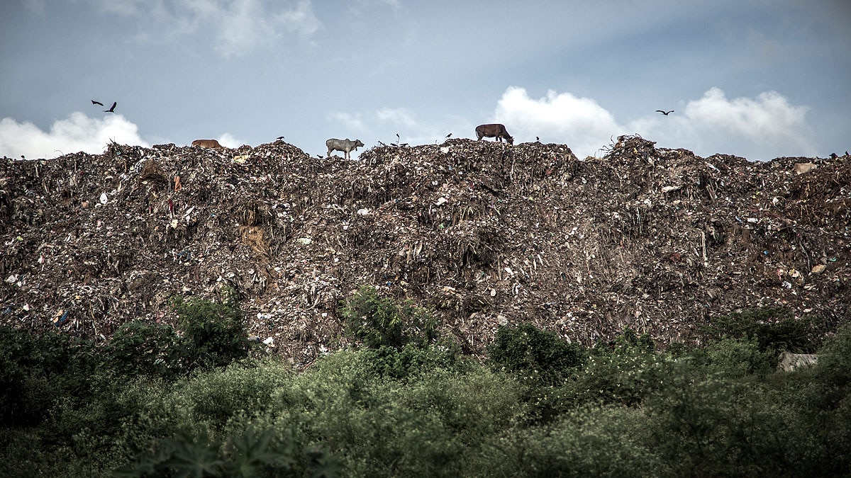 Garbage Dump Rising Temperature