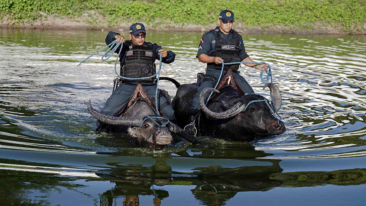 Brazil, Water Buffalo, Marajo Island