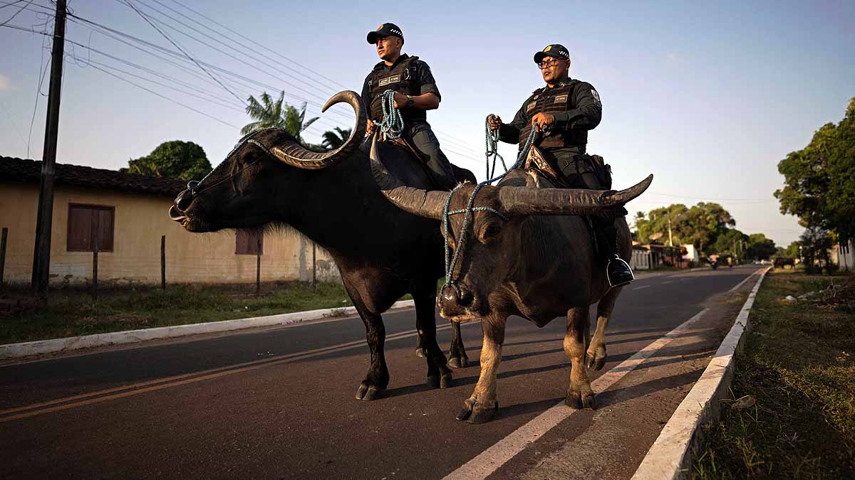 Brazil, Water Buffalo, Marajo Island