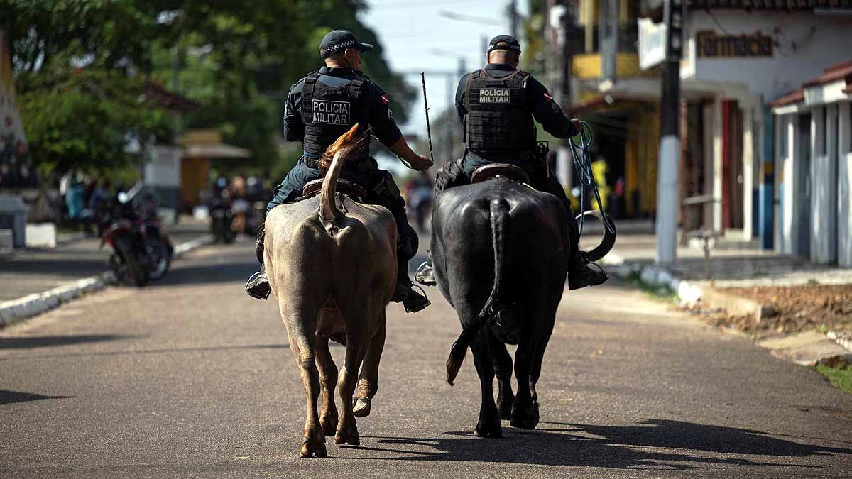 Brazil, Water Buffalo, Marajo Island