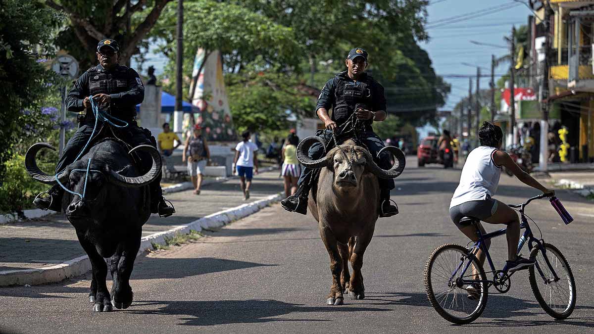 Brazil, Water Buffalo, Marajo Island