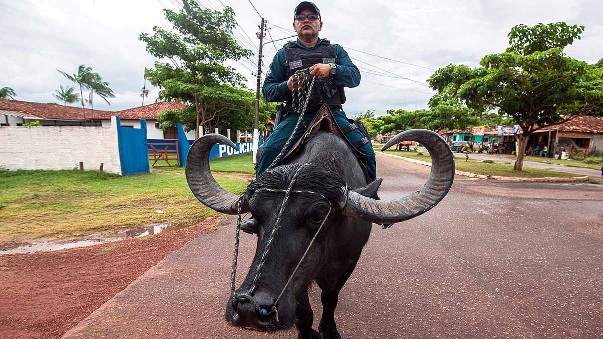 Brazil, Water Buffalo, Marajo Island